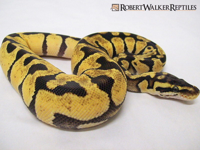 Enchi Pastel