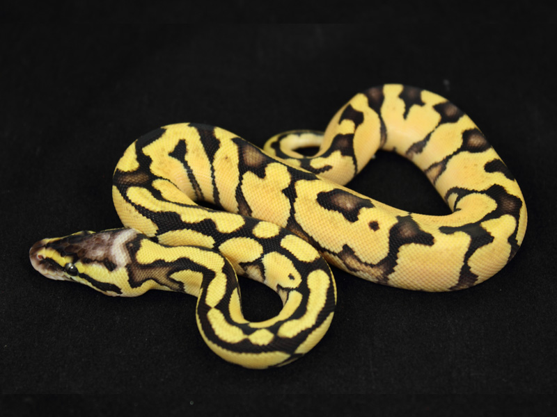 Enchi Pastel