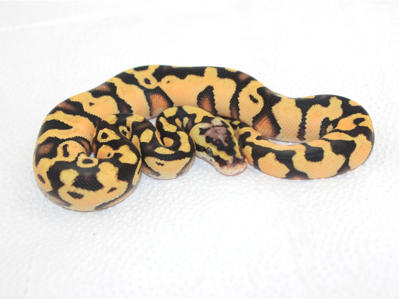 Enchi Pastel