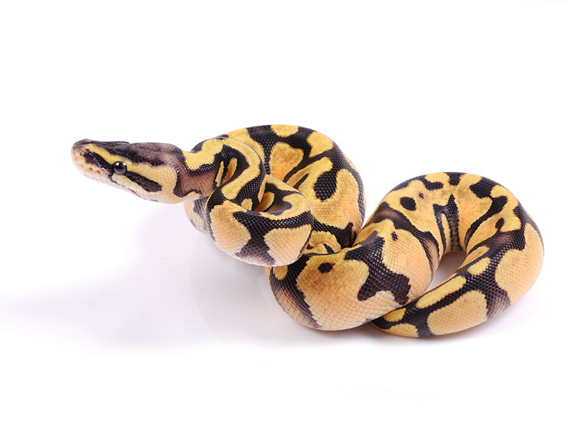 Enchi Pastel