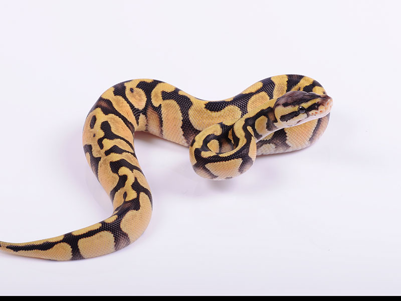 Enchi Pastel