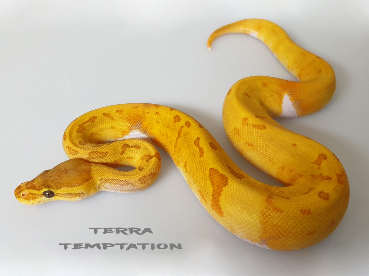 Enchi Piebald Pinstripe Ultramelanistic