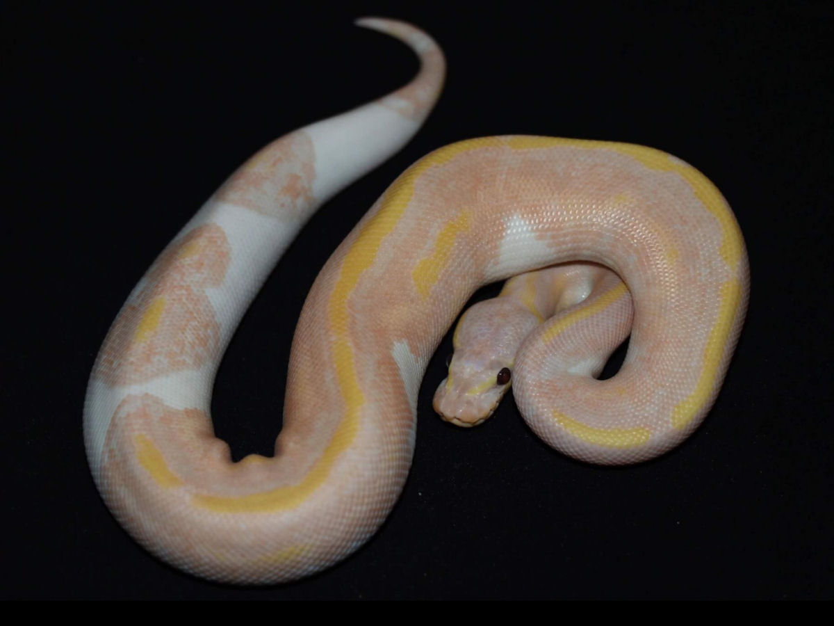 Enchi Piebald Super Banana