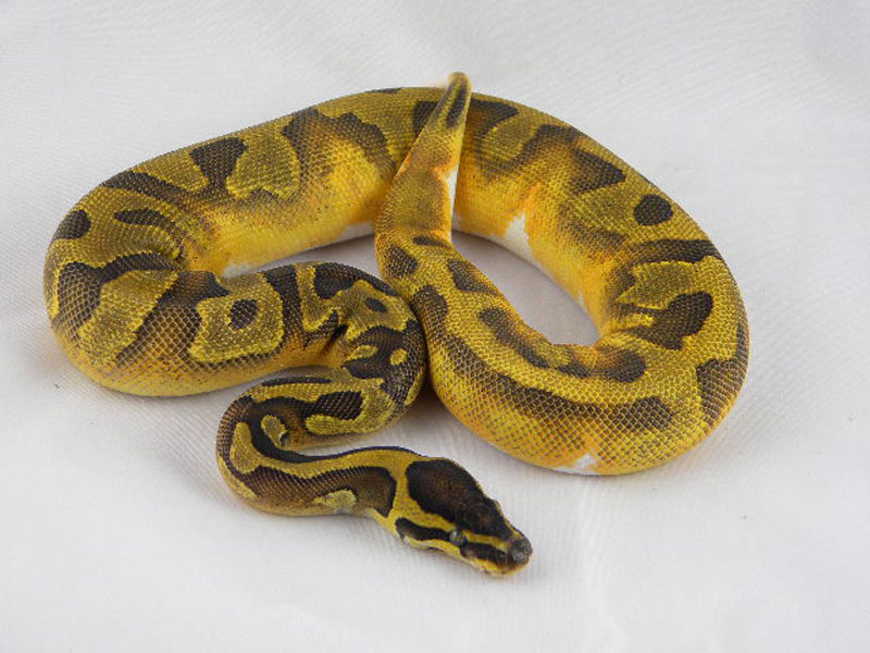 Enchi Pied