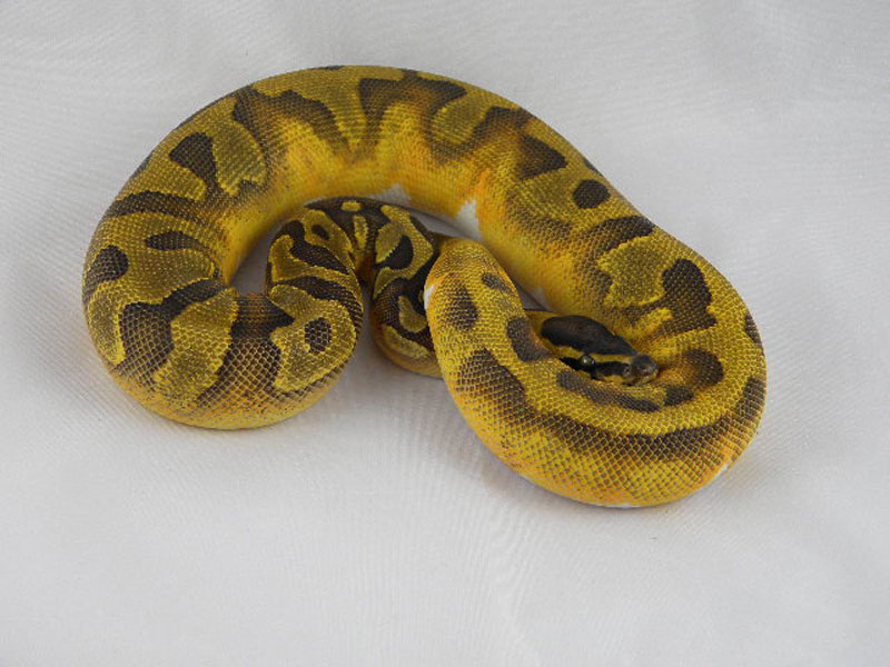 Enchi Pied