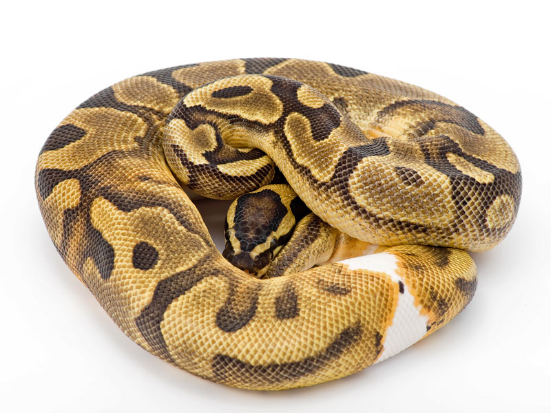 Enchi Pied