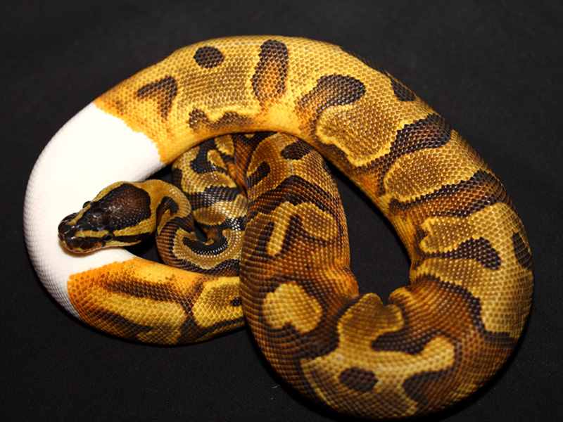 Enchi Pied