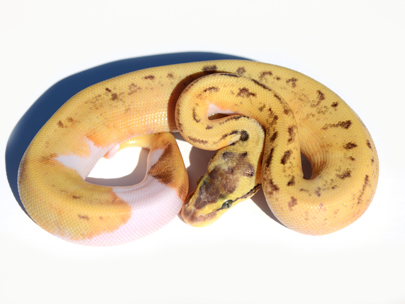 Enchi Pinstripe Pastel Pied