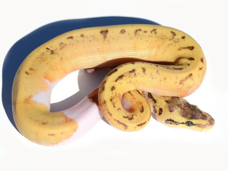 Enchi Pinstripe Pastel Pied