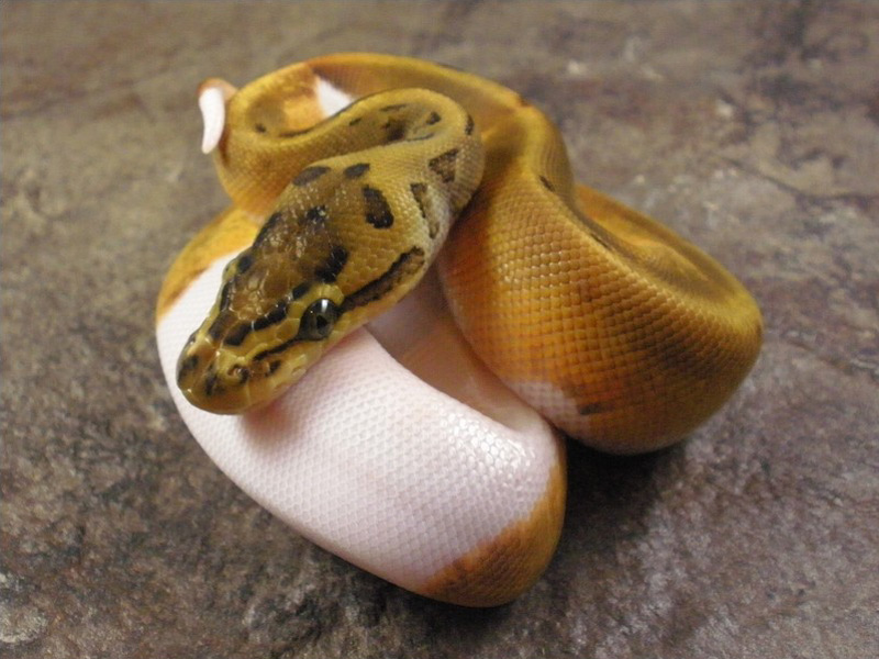 Enchi Pinstripe Pied