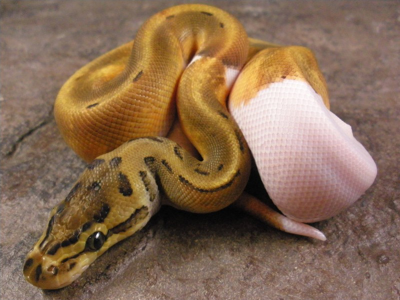 Enchi Pinstripe Pied