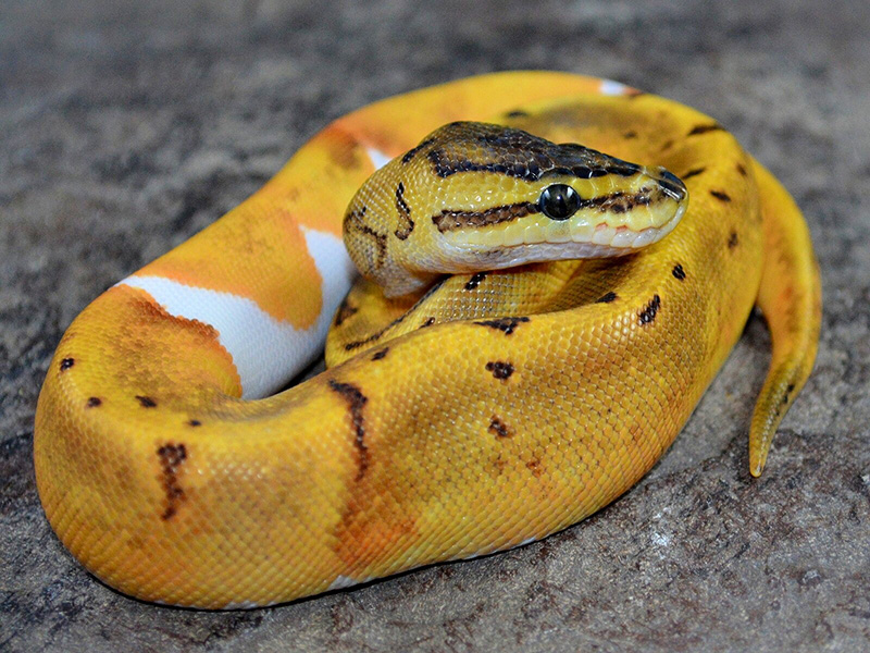 Enchi Pinstripe Pied