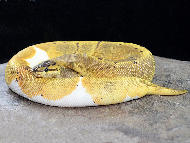 Enchi Pinstripe Pied