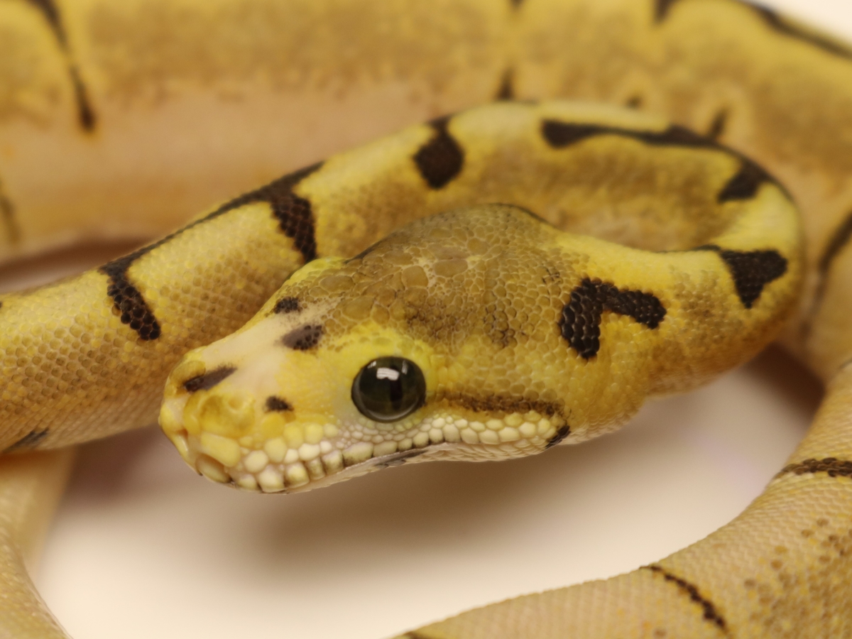 Enchi Pinstripe Scaleless Head Spider