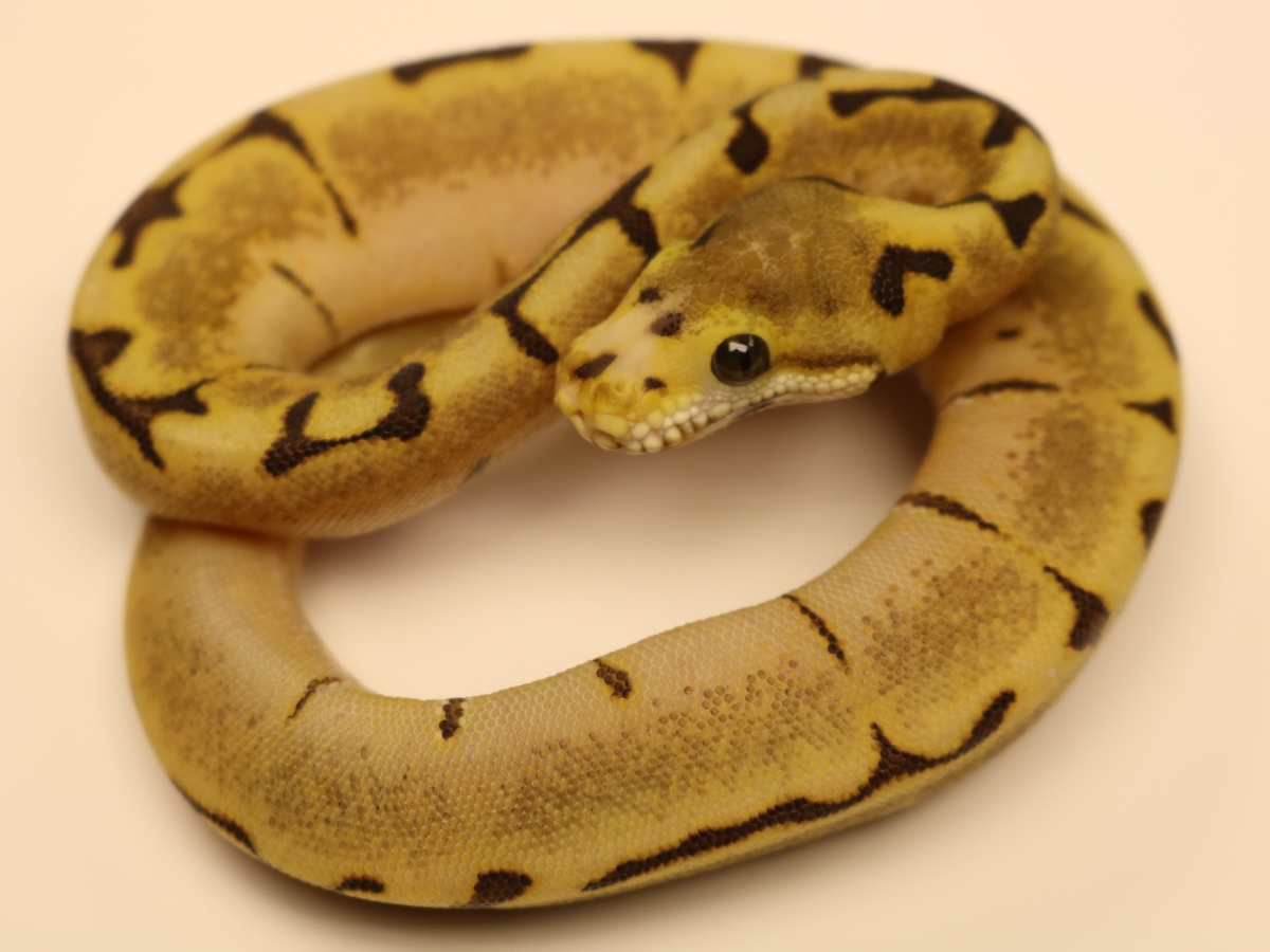 Enchi Pinstripe Scaleless Head Spider