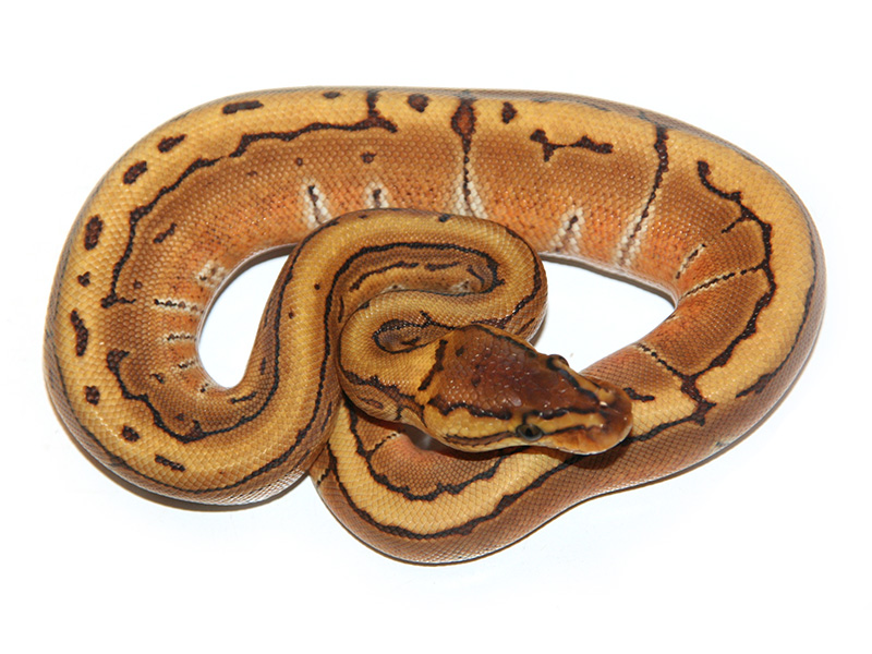 Enchi Pinstripe Special