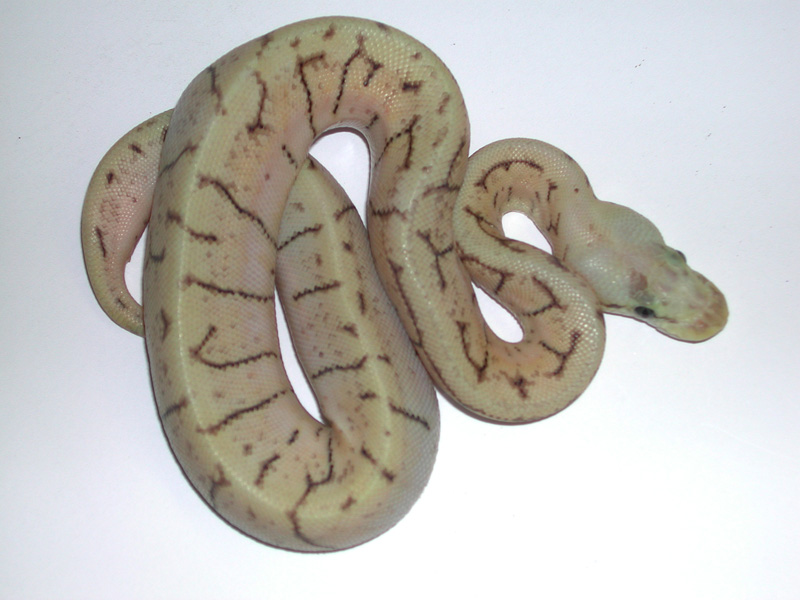 Enchi Pinstripe Spider Super Pastel