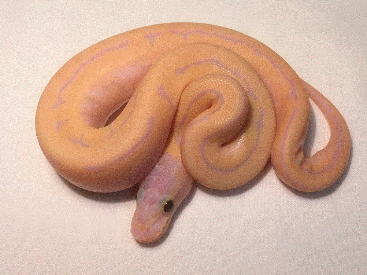 Enchi Pinstripe Super Banana Morph List World Of Ball Pythons