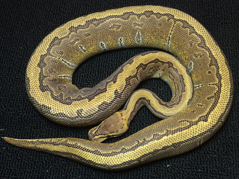 Enchi Pinstripe Vega