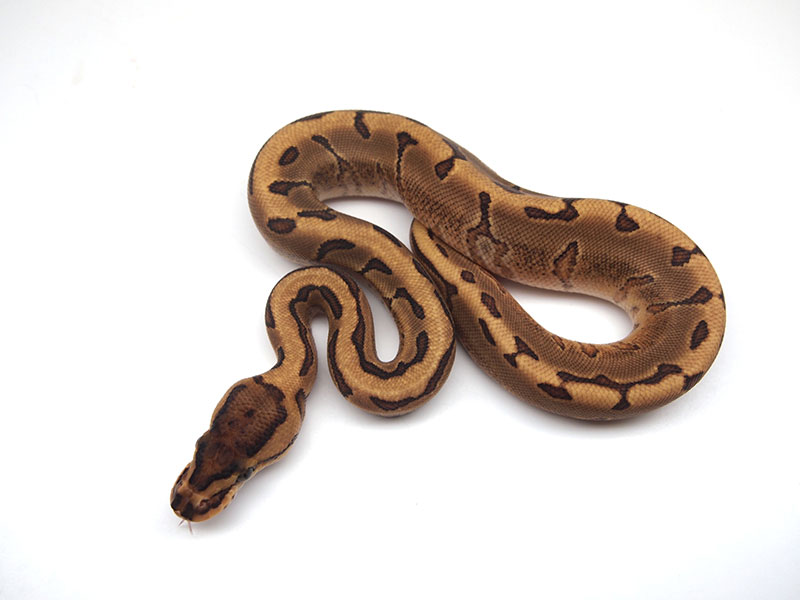 Enchi Pinstripe Yellow Belly