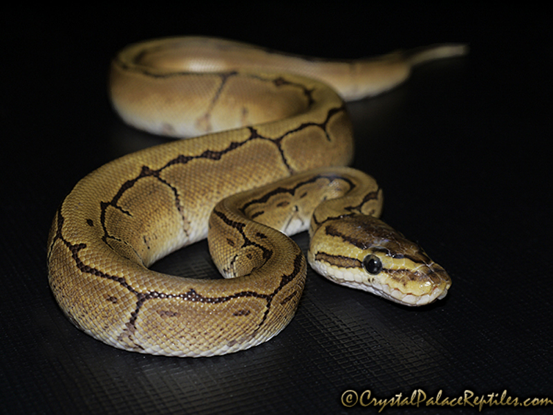 Enchi Pinstripe