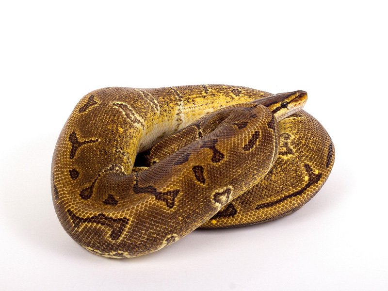 Enchi Pinstripe