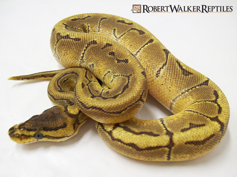 Enchi Pinstripe