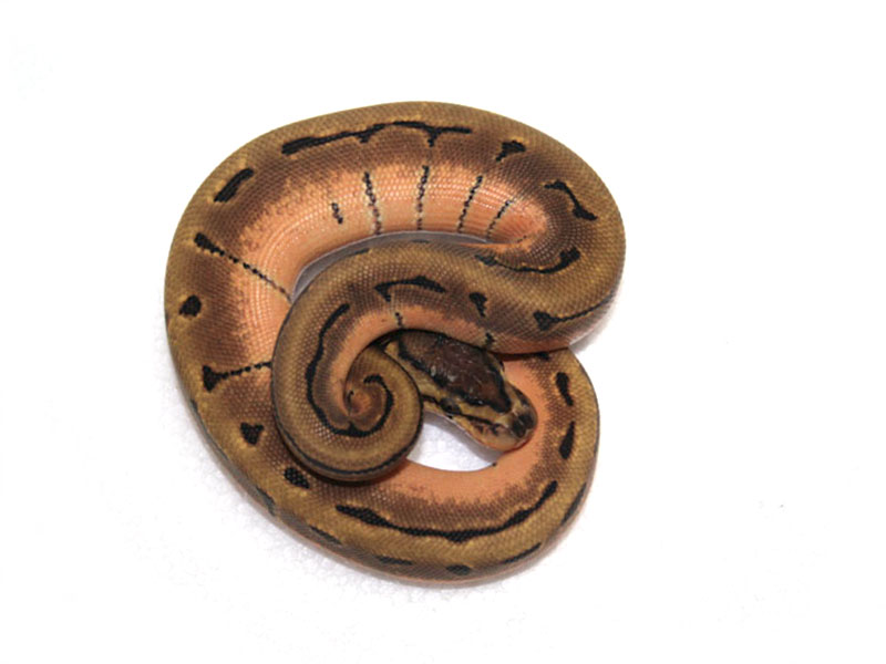 Enchi Pinstripe