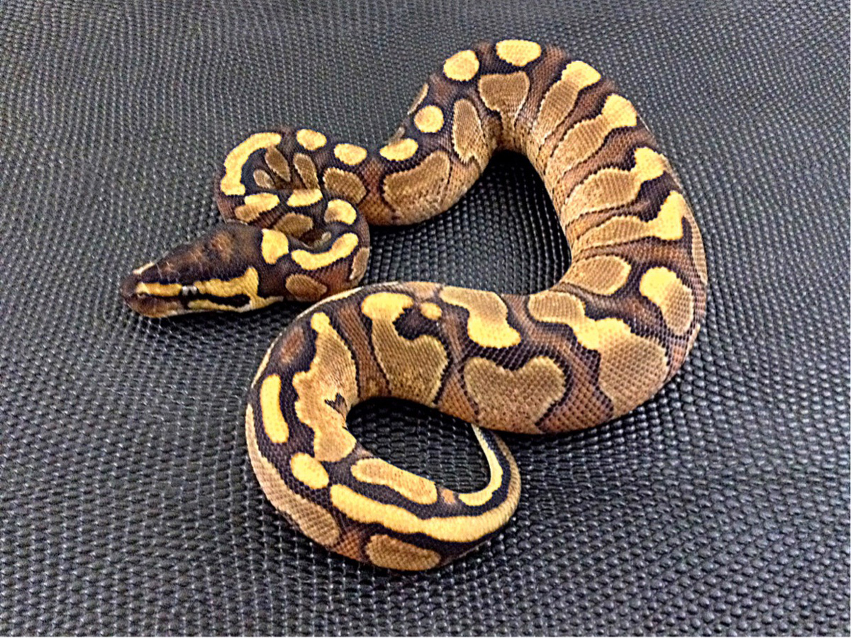 Enchi Red Stripe Yellow Belly