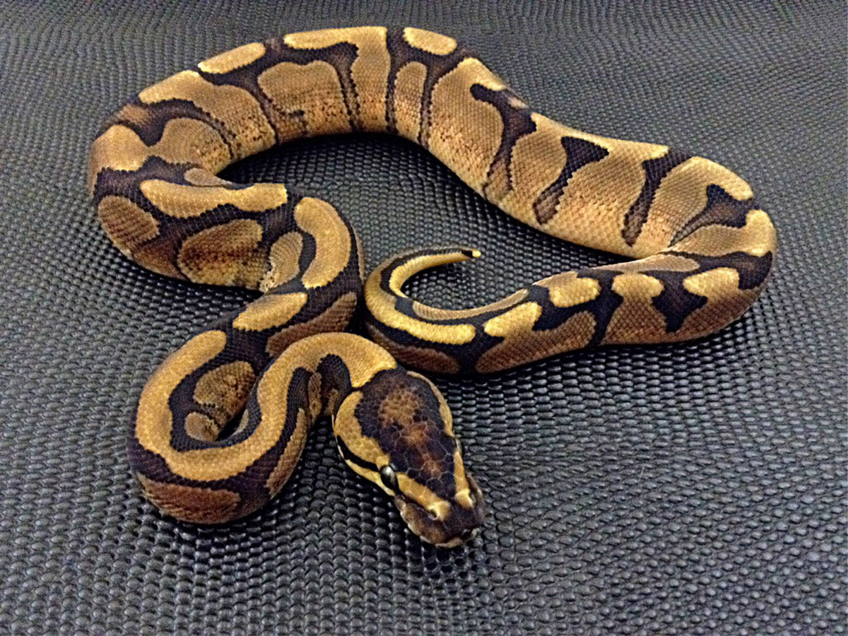 Enchi Red Stripe