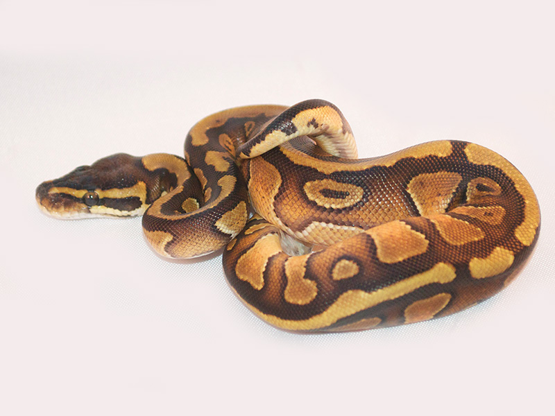 Enchi Rio