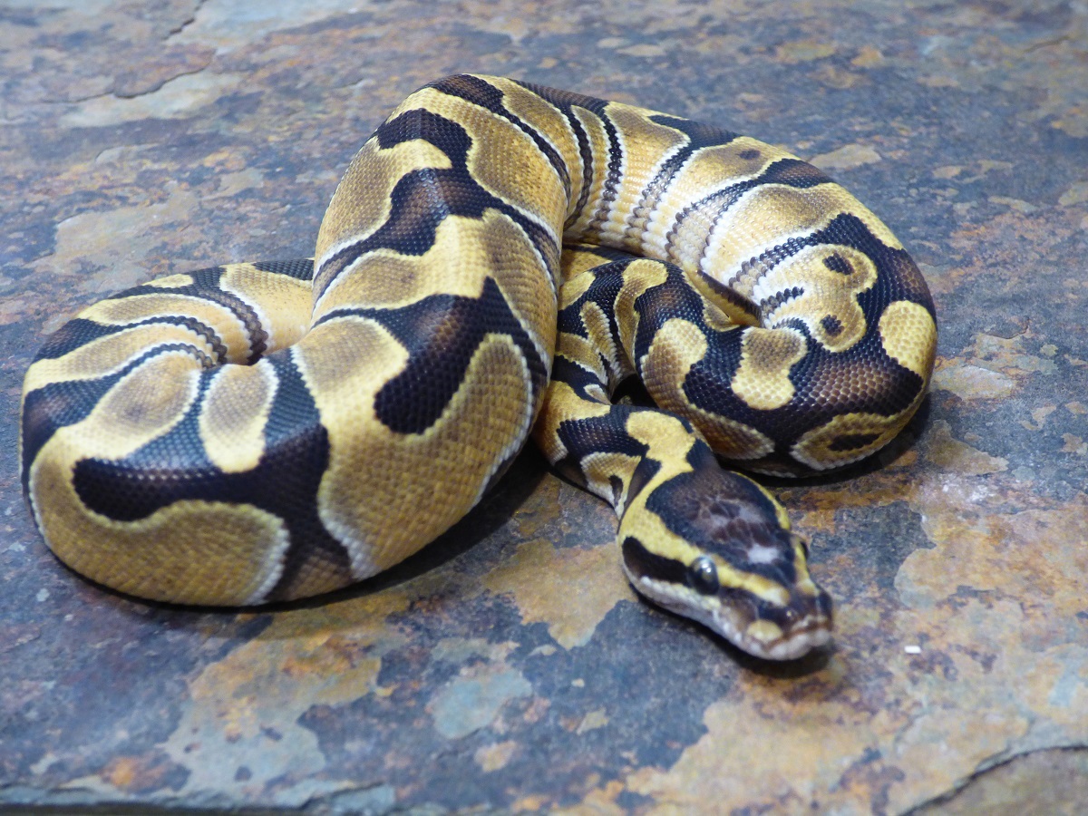 Enchi Russo Het Leucistic WHS line Scaleless Head