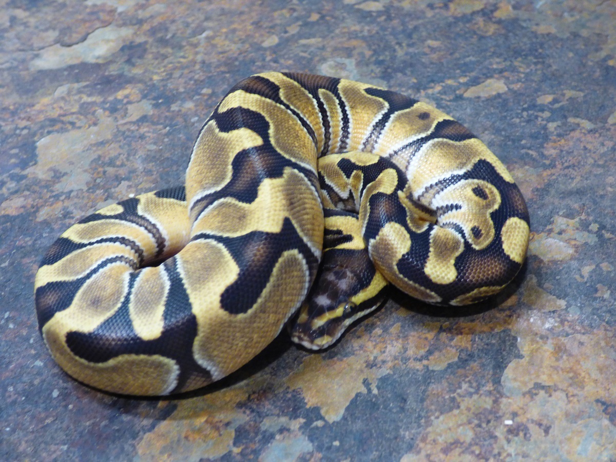 Enchi Russo Het Leucistic WHS line Scaleless Head