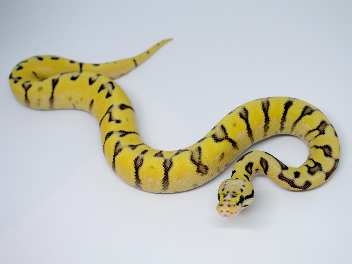 Enchi Spider Super Pastel Yellow Belly