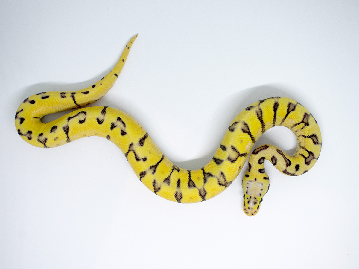 Enchi Spider Super Pastel Yellow Belly