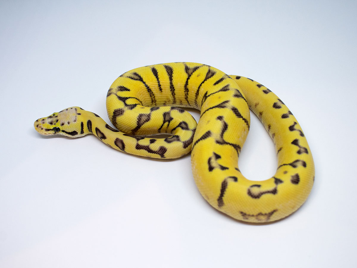 Enchi Spider Super Pastel Yellow Belly