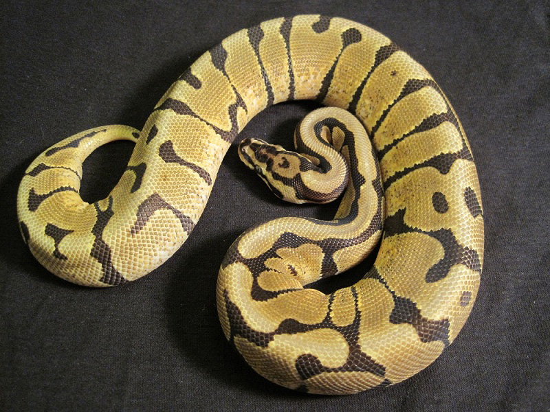 Enchi Spotnose