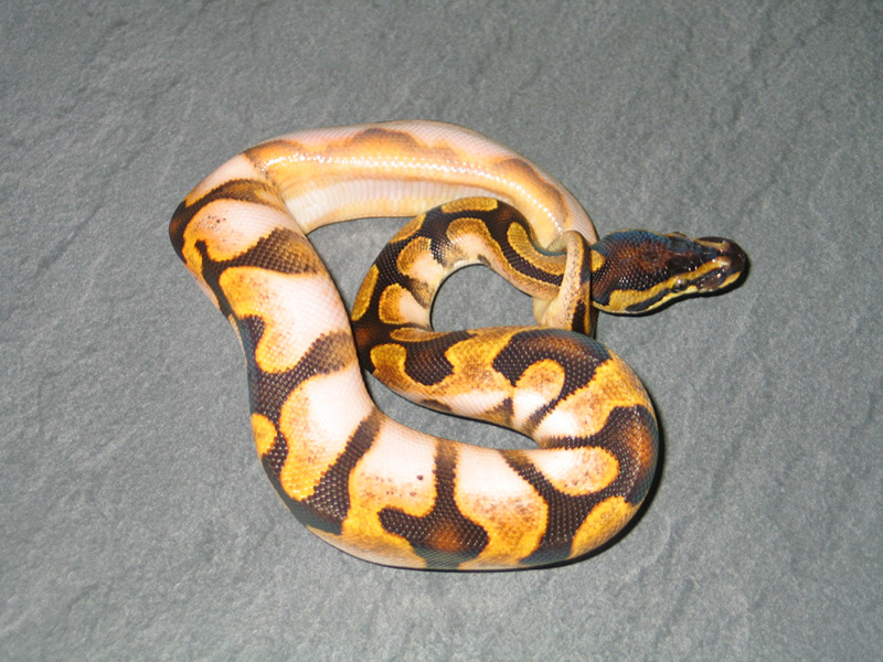 Enchi Sugar Yellow Belly