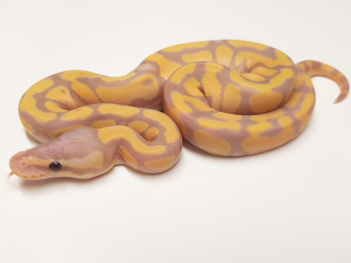 Enchi Super Banana