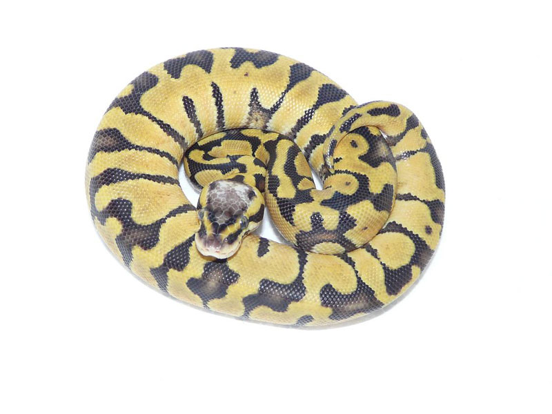 Enchi Super Lemon Pastel