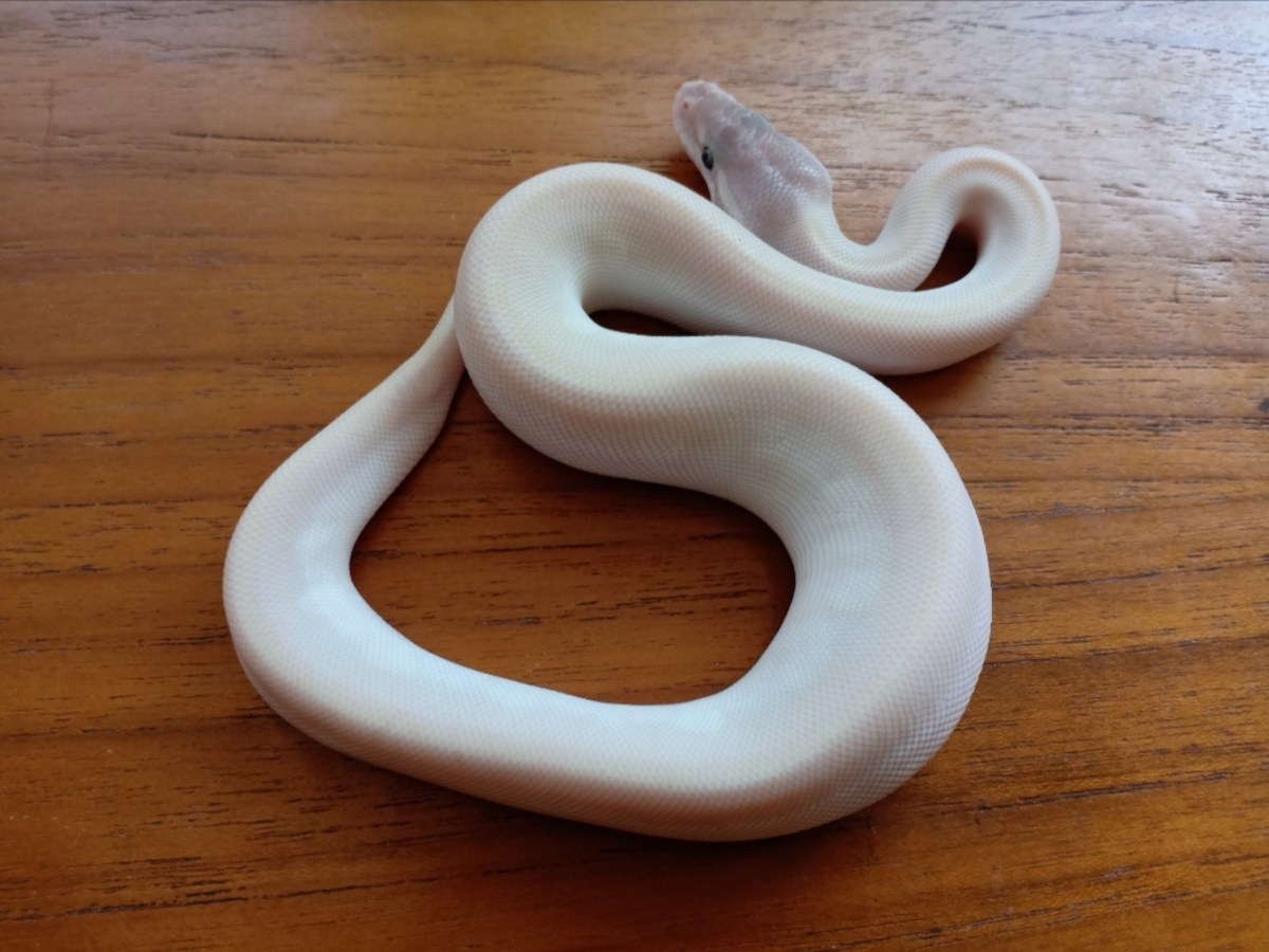 Enchi Super Mojave Yellow Belly