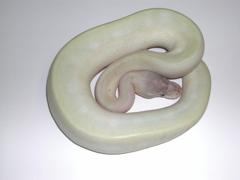 Enchi Super Mojave