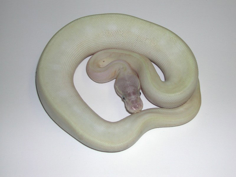 Enchi Super Mojave