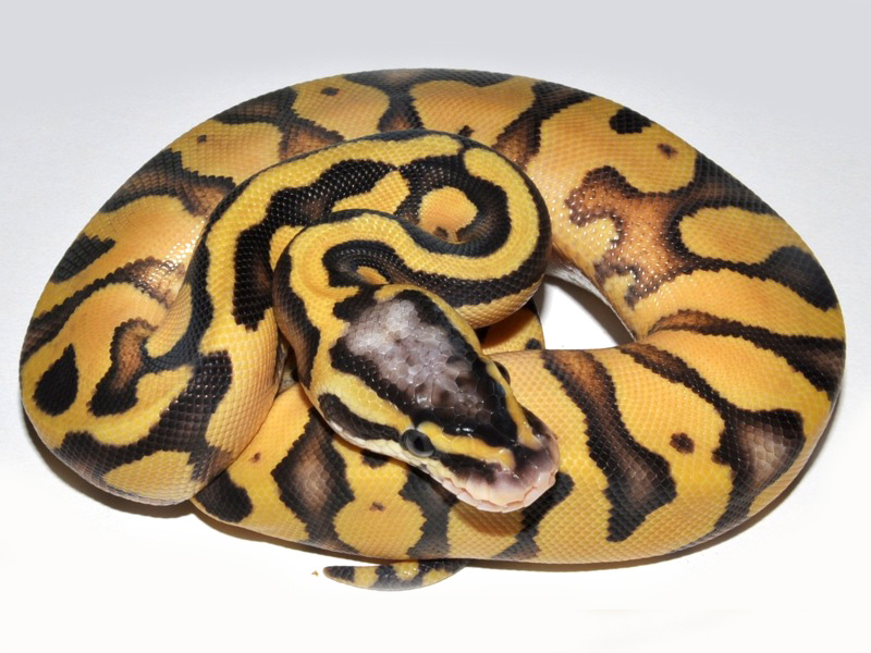 Enchi Super Pastel Yellow Belly