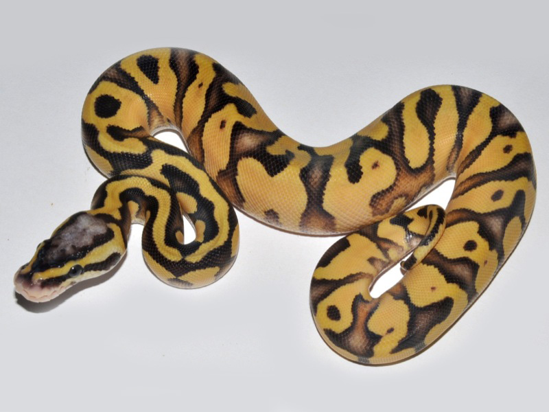 Enchi Super Pastel Yellow Belly