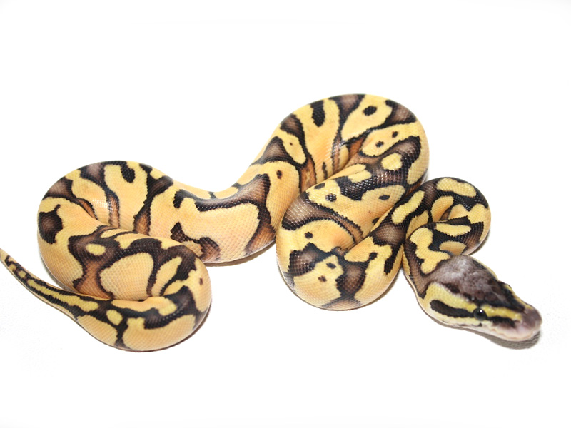 Enchi Super Pastel