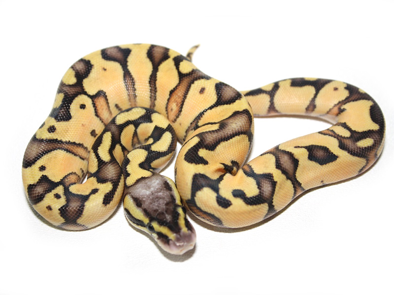 Enchi Super Pastel