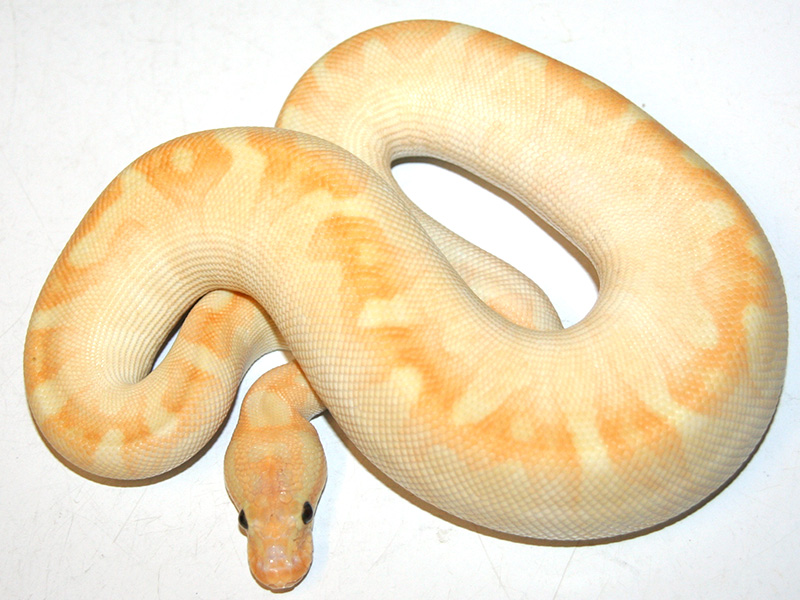 Enchi Super Special Yellow Belly
