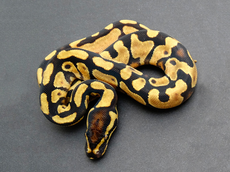 Enchi Vanilla Yellow Belly