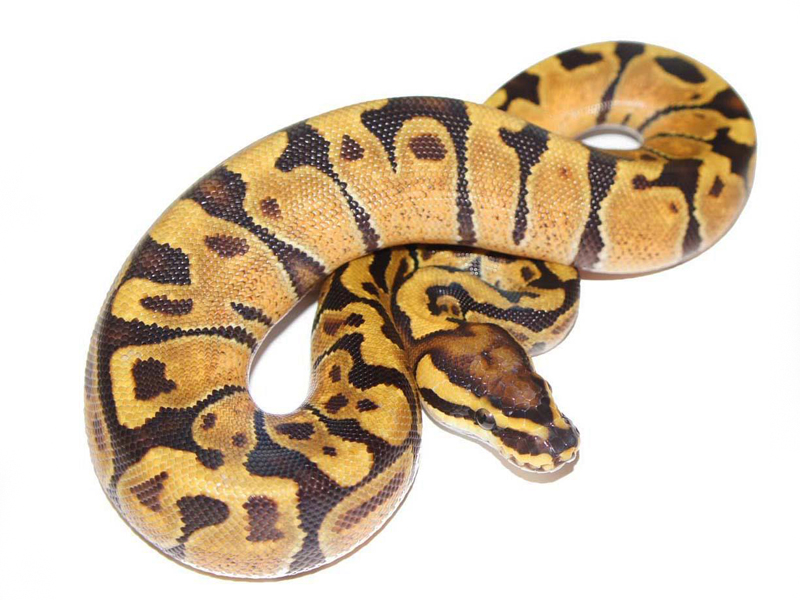 Enchi Vanilla